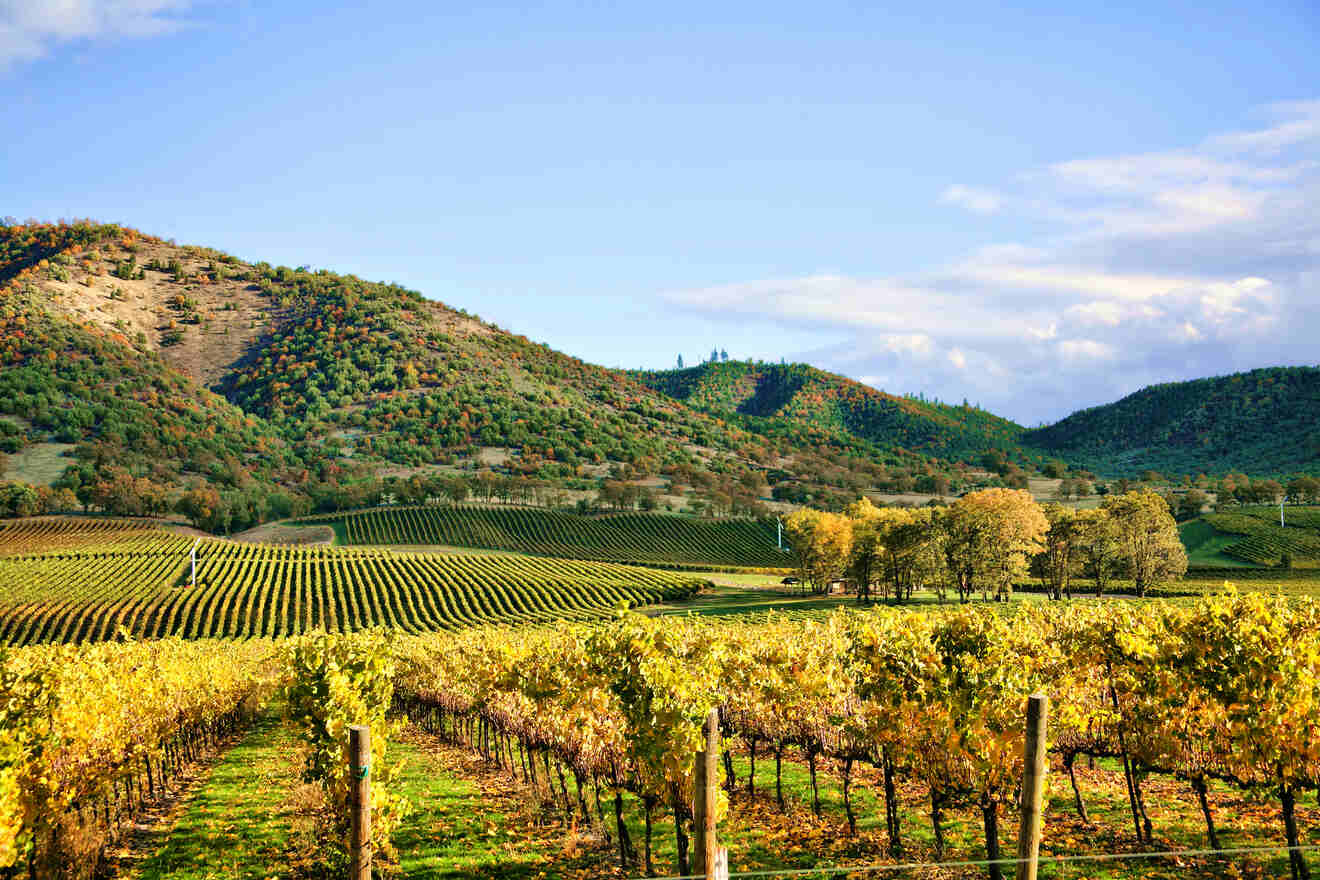 vineyard in Napa Valley 